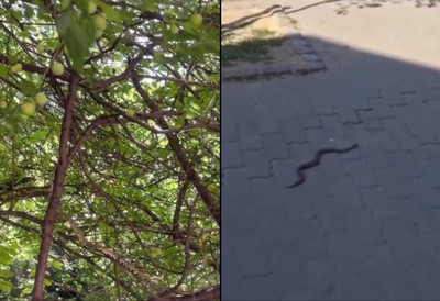 Zmije zauzele gradove Srbije - puze kraj zgrada i kuća: Građani zabrinuti zbog najezde gmizavaca u naseljima