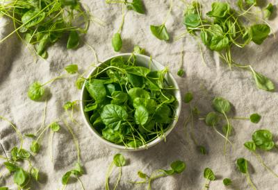 Kupujete unapred pripremljene ZAPAKOVANE SALATE? Razmislite još jednom...