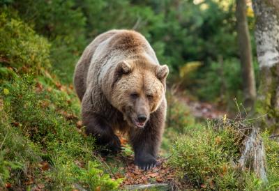 Ljuta zver ščepala ženu u šumi: Samo je uspela da izusti ove reči dok je razgovarala sa sinom - Hitne službe zatekle zastrašujući prizor