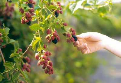 Visoke temperature drastično zmanjšale pridelek in kakovost robid v Valjevu, odkupna cena je 150 dinarjev za kilogram