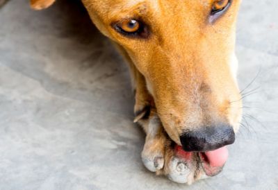 Monstruozno: Meštani Ivanjice u strahu, nepoznata osoba seje otrov svuda po gradu, vlasnički i lutajući psi mrtvi