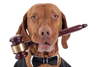 SVAKI PAS reaguje isto kad oseti ZLU OSOBU - da li ste ovo primetili?