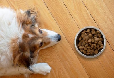 VETERINAR UPOZORAVA: Ovih 7 namirnica nikako ne smete davati psima – mogu uticati lose na njihovo zdravlje