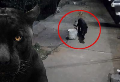 CRNI PANTER PONOVO UOČEN U ATARIMA SELA Lovac tvrdi da se susreo oči u oči sa predatorom: "Išao je pravo ka meni"