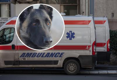 Užas u Prokuplju: Malinoa ujela dečaka (4) dok se igrao u dvorištu, hitno prevezen u bolnicu