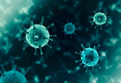 Afrička kuga divlja po Srbiji: Ova tri mesta proglašena zaraženim područjem