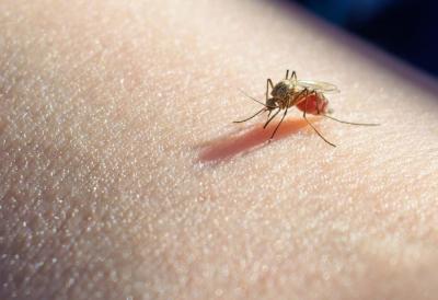 V Srbiji do 24. avgusta zabeležili 27 primerov vročice Zahodnega Nila