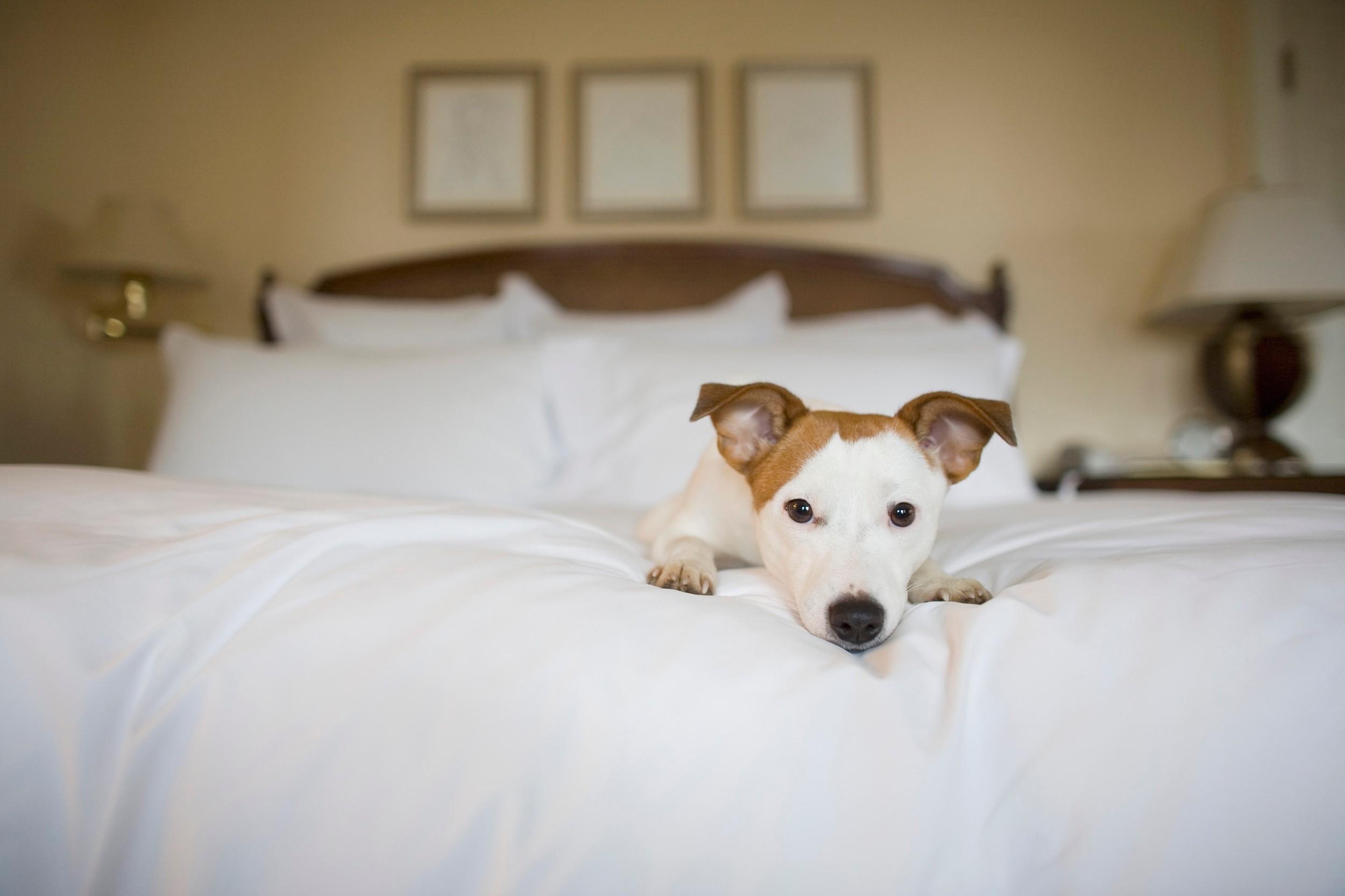 Animal's hotel. Питомцы в отеле. Собака в отеле. Гостиница для собак. Проживание с животными в гостинице.