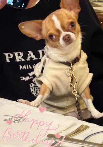 Milica Mitrović, pas