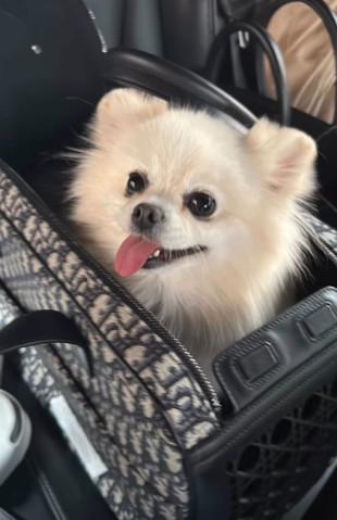 Milica Mitrović, pas