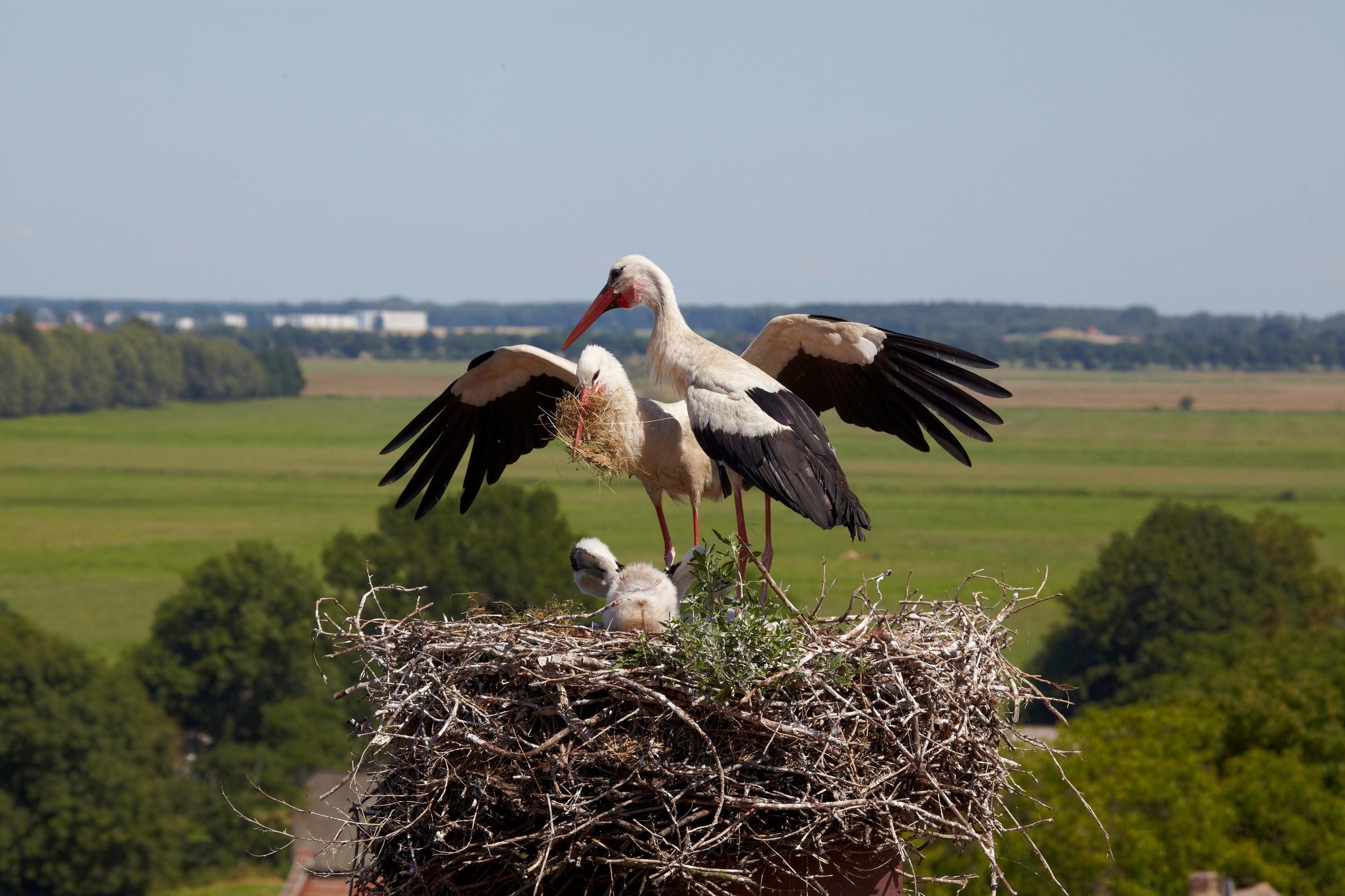 белоруссия поле аист. аист в заповеднике белогорье. птенец аиста. беларусь бусел фото. аист в природе.
