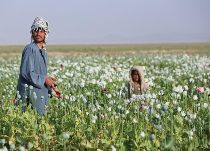 Uzgajanje opijumskog maka u Avganistanu