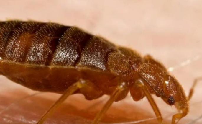 Foto: Youtube Printscreen/deratizace stenica