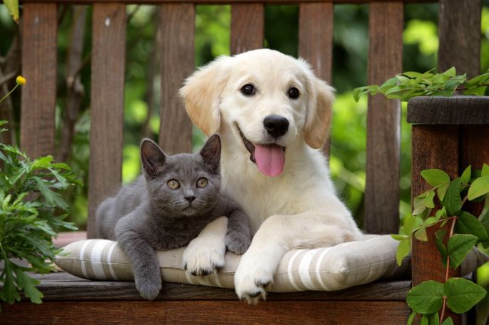 pas i mačka