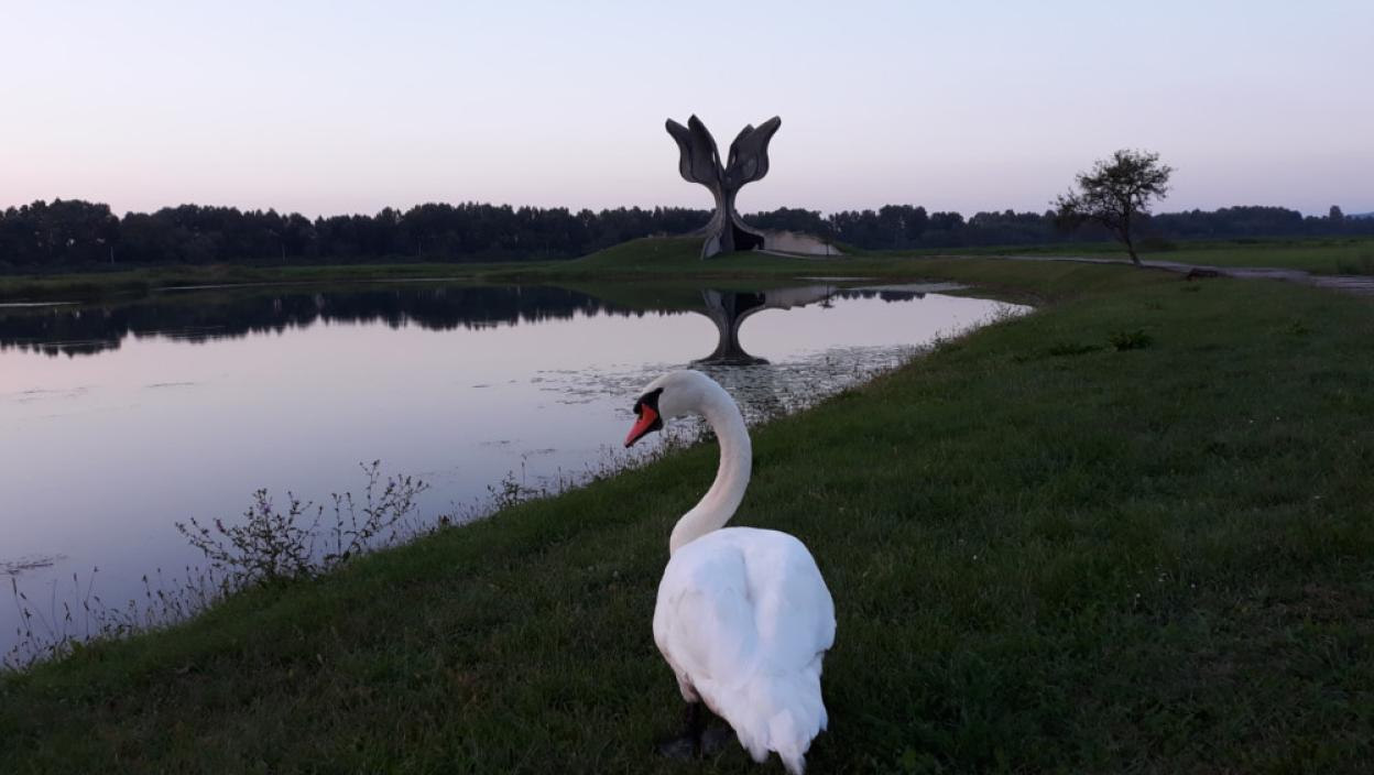 Beli labudovi u Jasenovcu - Srbija danas
