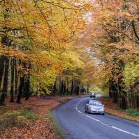 Jesen, šuma, put, auto