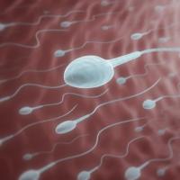 spermatozoidi