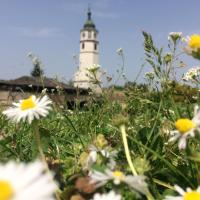sunce i cveće u Srbiji