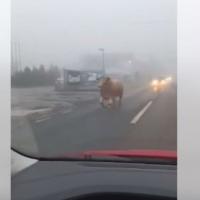 bik trči ulicom