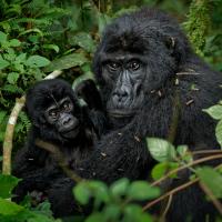 gorila sa bebom