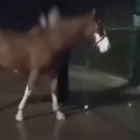 Konj