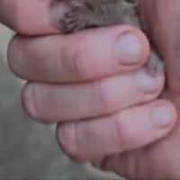 Foto: Facebook/Printscreen/Susan Koekemoer 