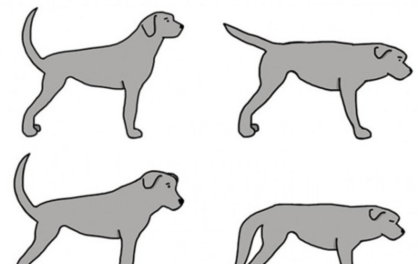 mogu li psi ozlijediti rep